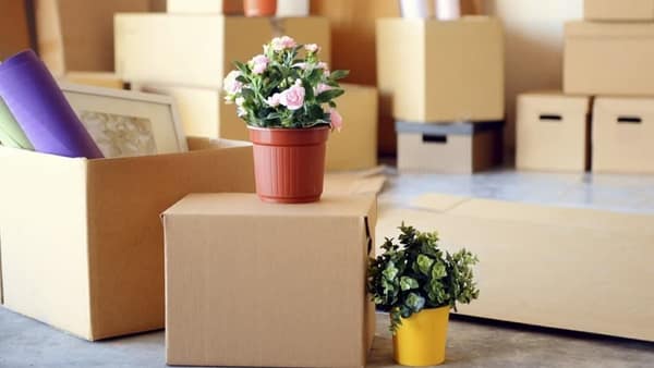 Moving cartons and potted plants ready for a new home